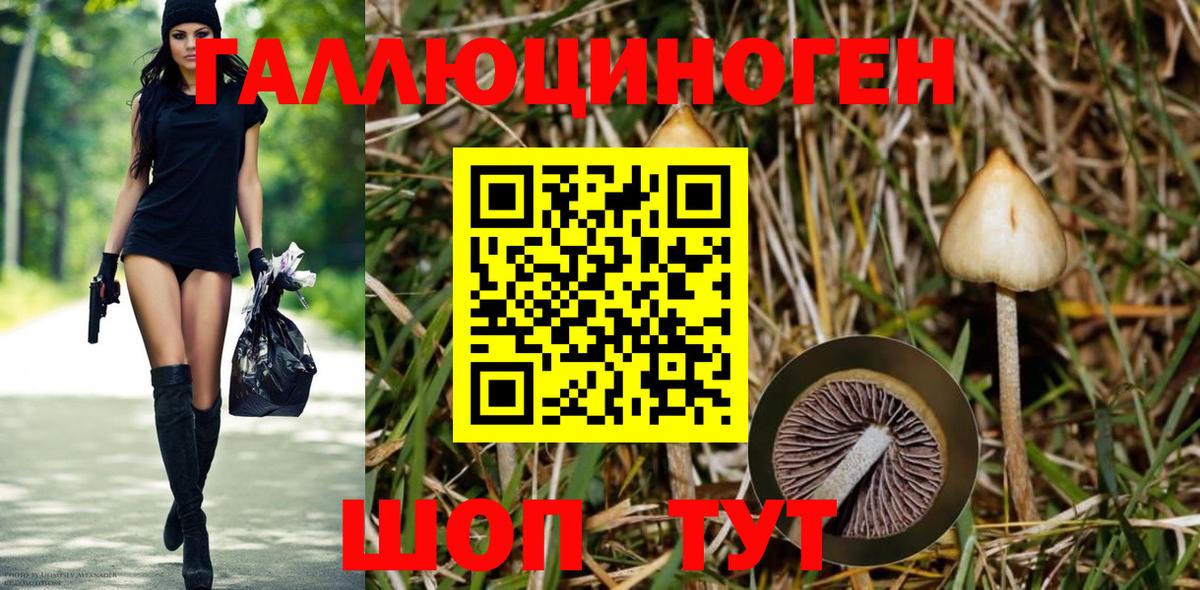 Псилоцибиновые грибы Cubensis Ковров